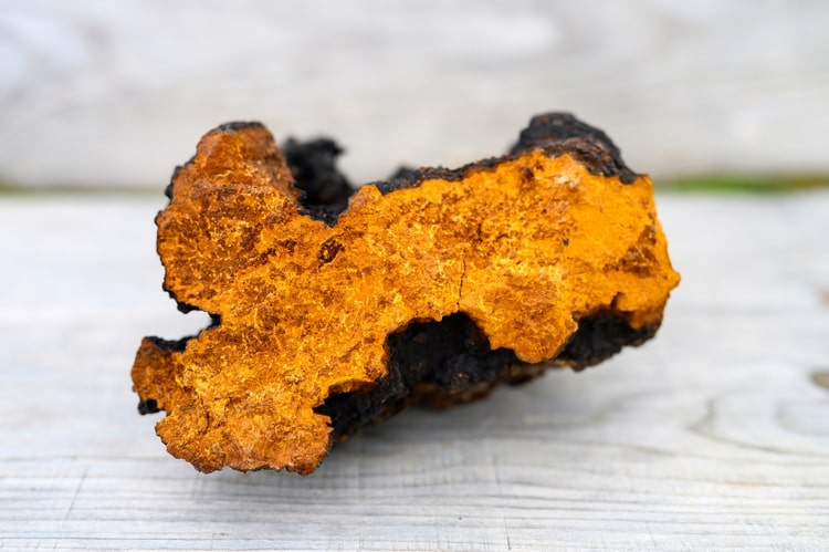 Chaga Svamp: Naturens Vidunder for Sundhed og Velvære