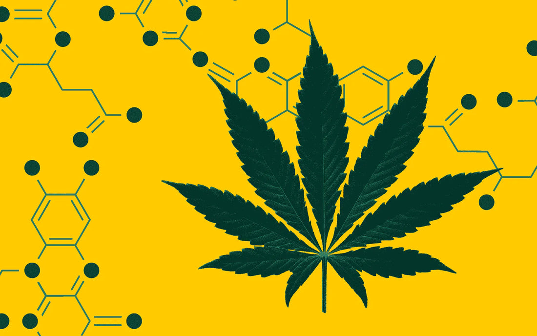 Cannabinoider: Hvad er de, og hvad gør de?