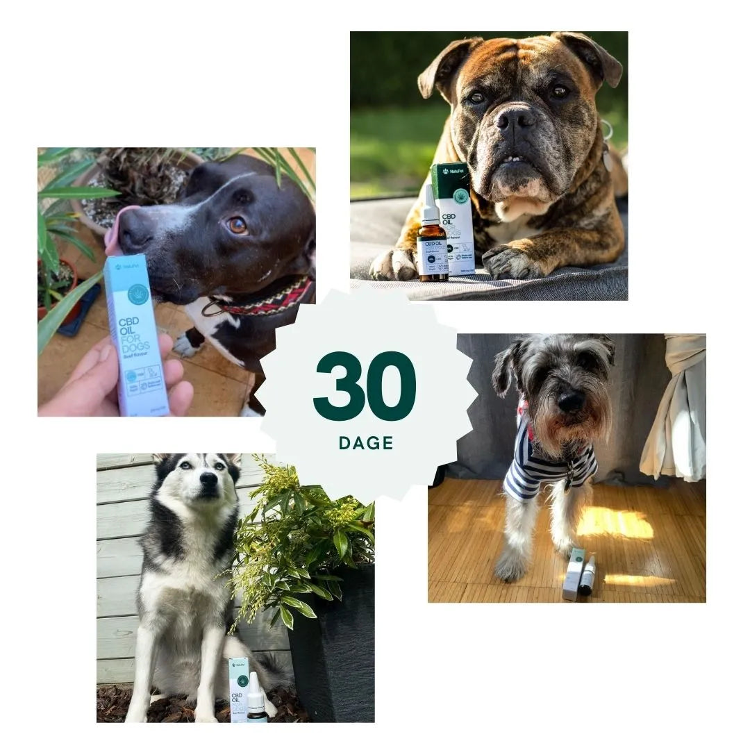 Collage af fire hunde med CBD-olieprodukter og en 30-dages badge