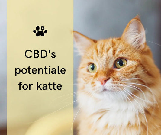 CBD-olie mod kræft hos katte: Håb eller hype?