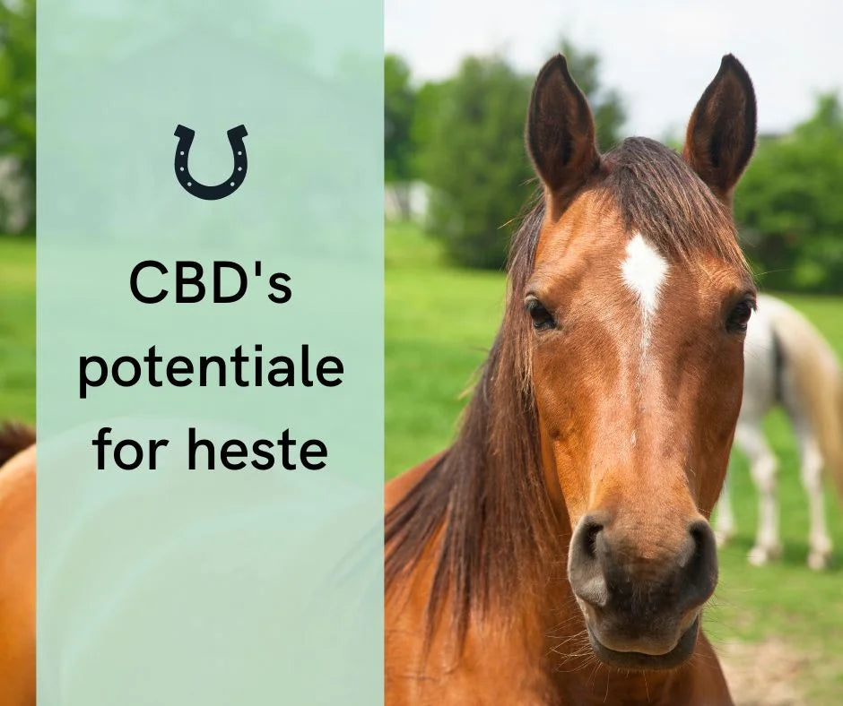 CBD mod slidgigt hos heste: Naturlig lindring til dit dyr