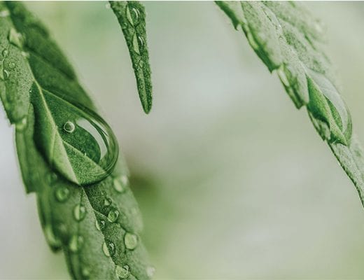 regndråber på cannabisblade