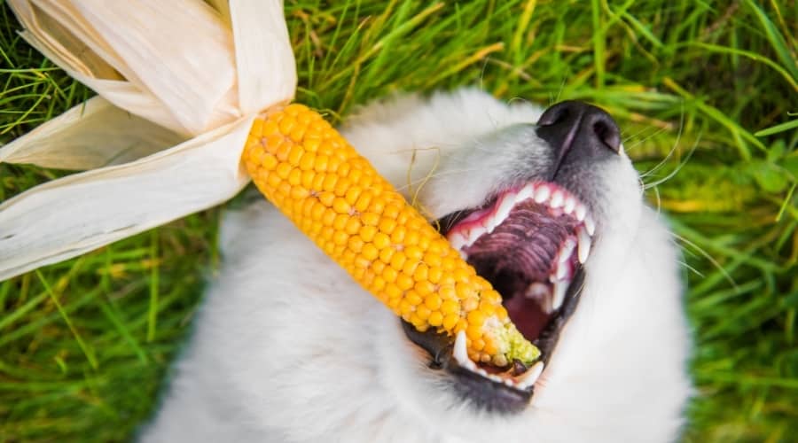 En hvid hund ligger på ryggen på græsset med en majskolbe i munden.