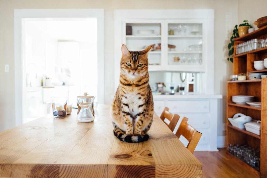 Kat sidder på bordet
