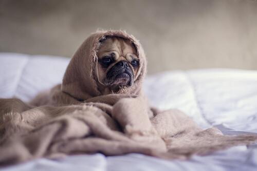 En hund sidder på en seng, indhyllet i et tæppe.