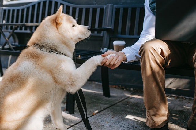 En blond hund giver hånd til en mand på bænken.