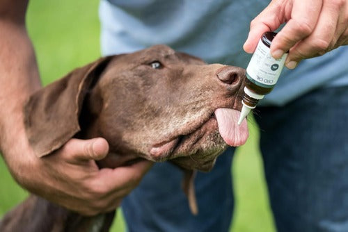 En brun hund får CBD-olie til hunde dryppet på tungen.