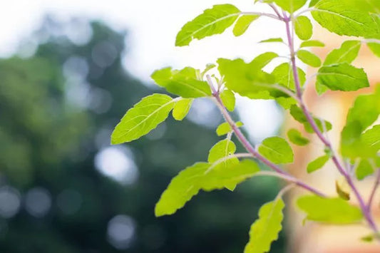 HVAD ER TULSI (HELLIG BASILIKUM)?