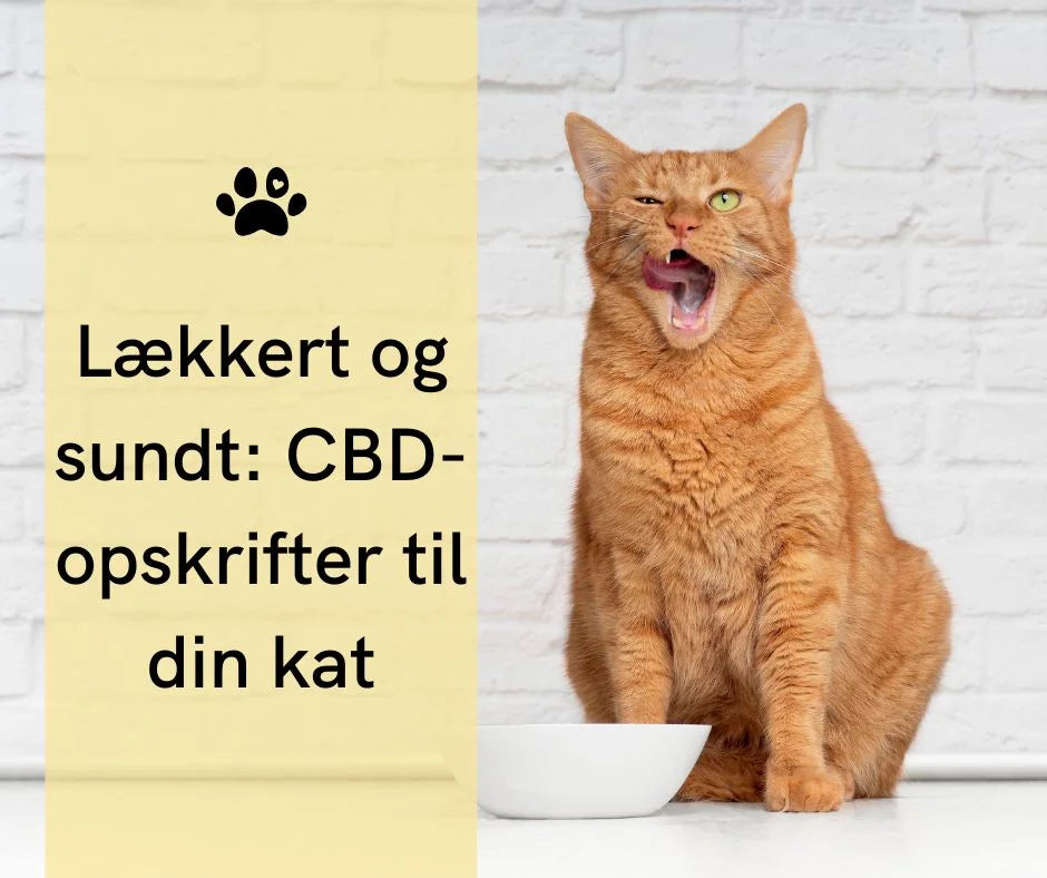 Ostedelikatesse med CBD til katte