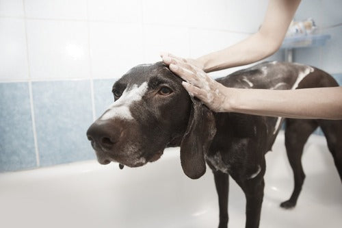 En sort hund bliver vasket i badekarret.