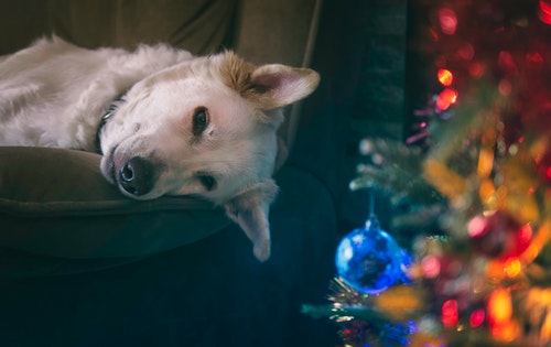 En hund ligger på en sofa ved siden af et juletræ.