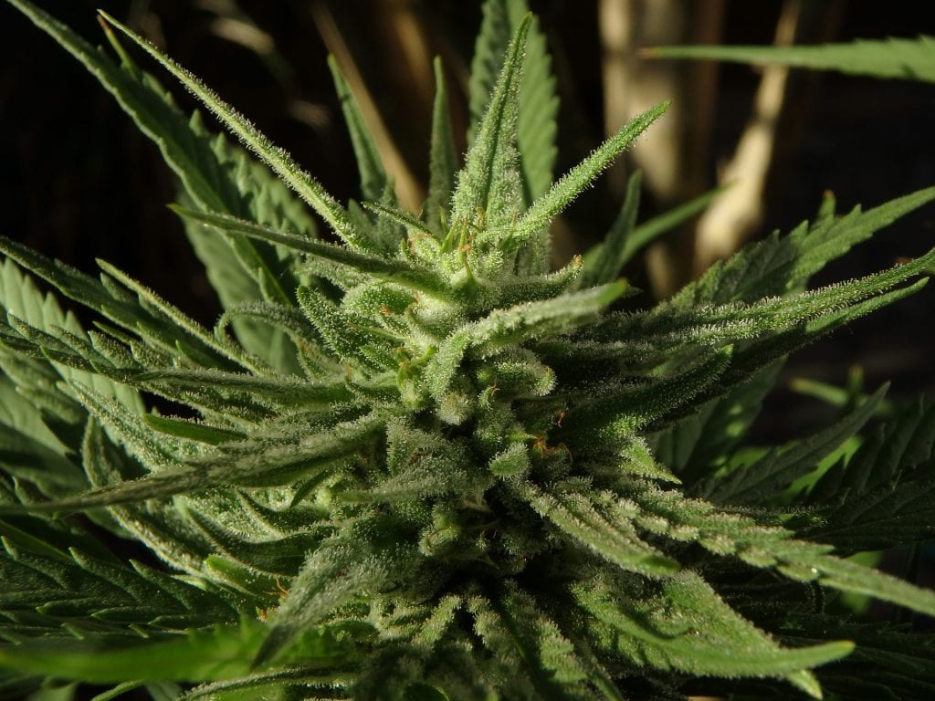 cannabis plante