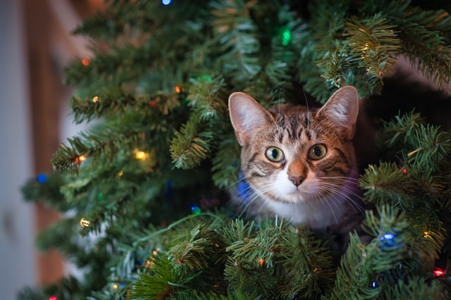 En kat sidder i et juletræ.