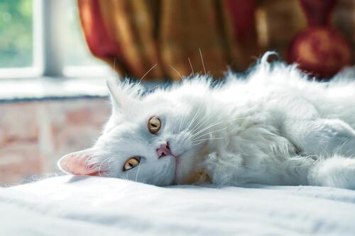 En hvid kat ligger på en hvid seng. Artiklen omhandler smertestillende til katte
