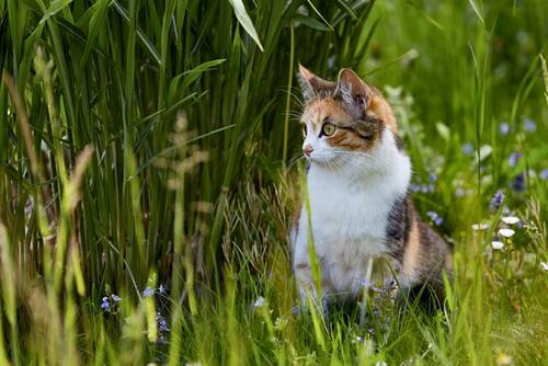 En kat sidder i det høje græs .