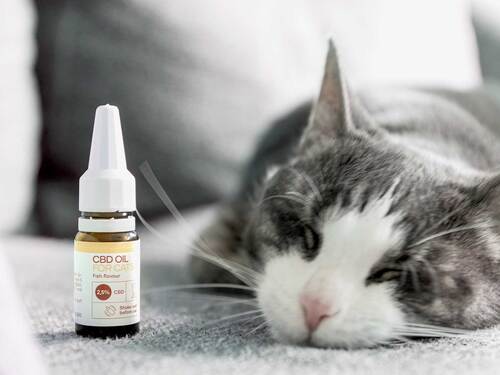 En kat sover ved siden af en flaske CBD-olie til katte fra Nordic Oil.