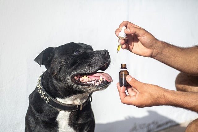 En sort hund bliver fodret med CBD-olie til hunde.