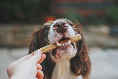 En hund har en godbid i munden.