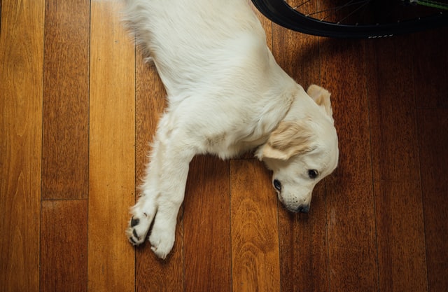 En blond hund ligger på gulvet.