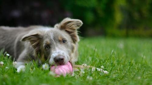 En hund ligger på græsset med en lyserød bold i munden.