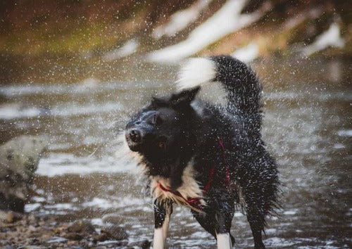 En hund ryster efter at være kommet op af floden.