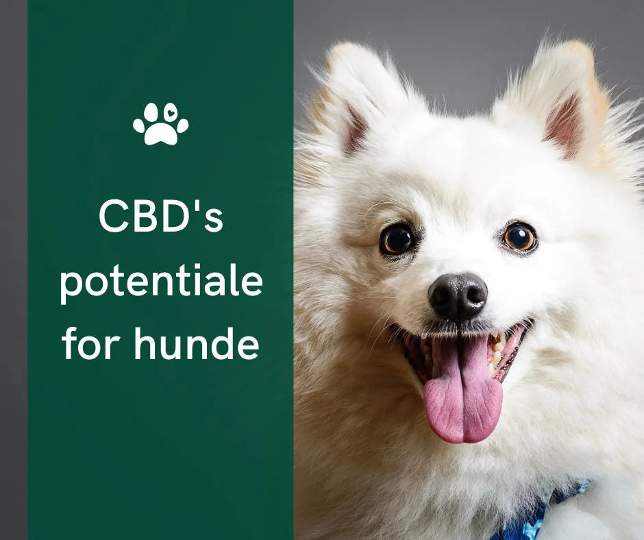 CBD-spray til hunde: Anvendelse og fordele