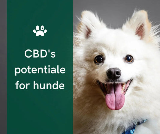 CBD-olie til behandling af diarré hos hunde: lindring eller risiko?
