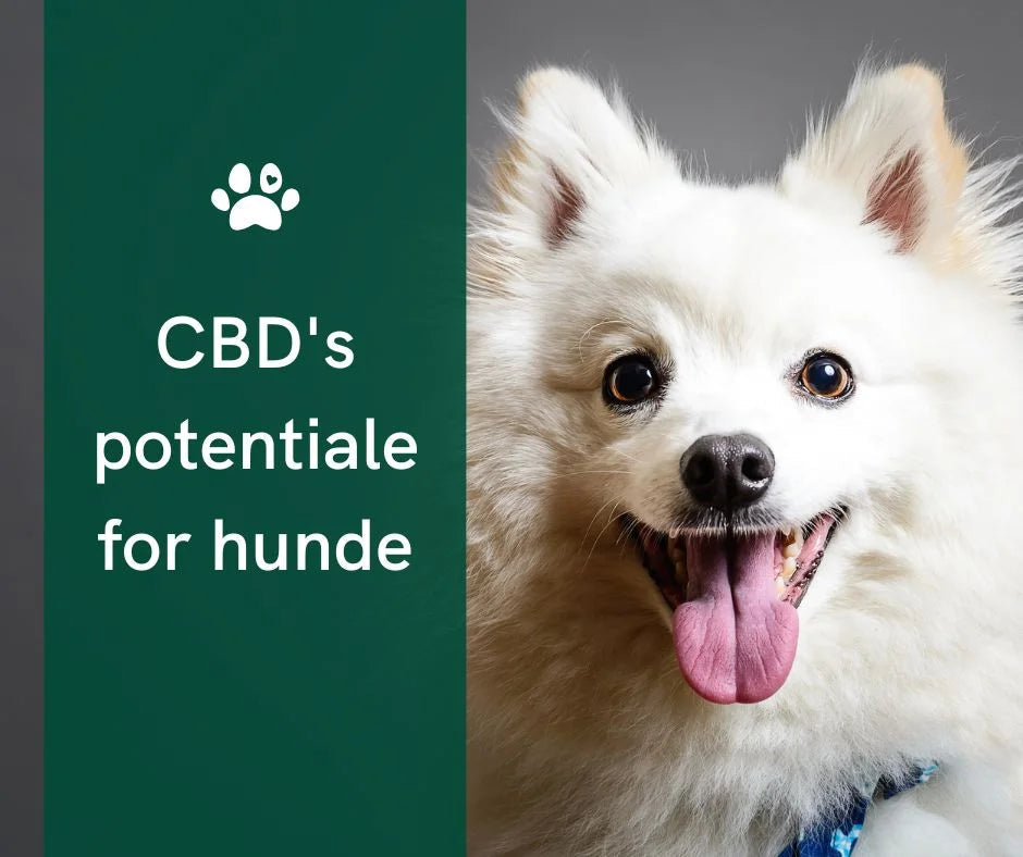 CBD til hunde nytårsaften: Beroligende for stressede firbenede venner