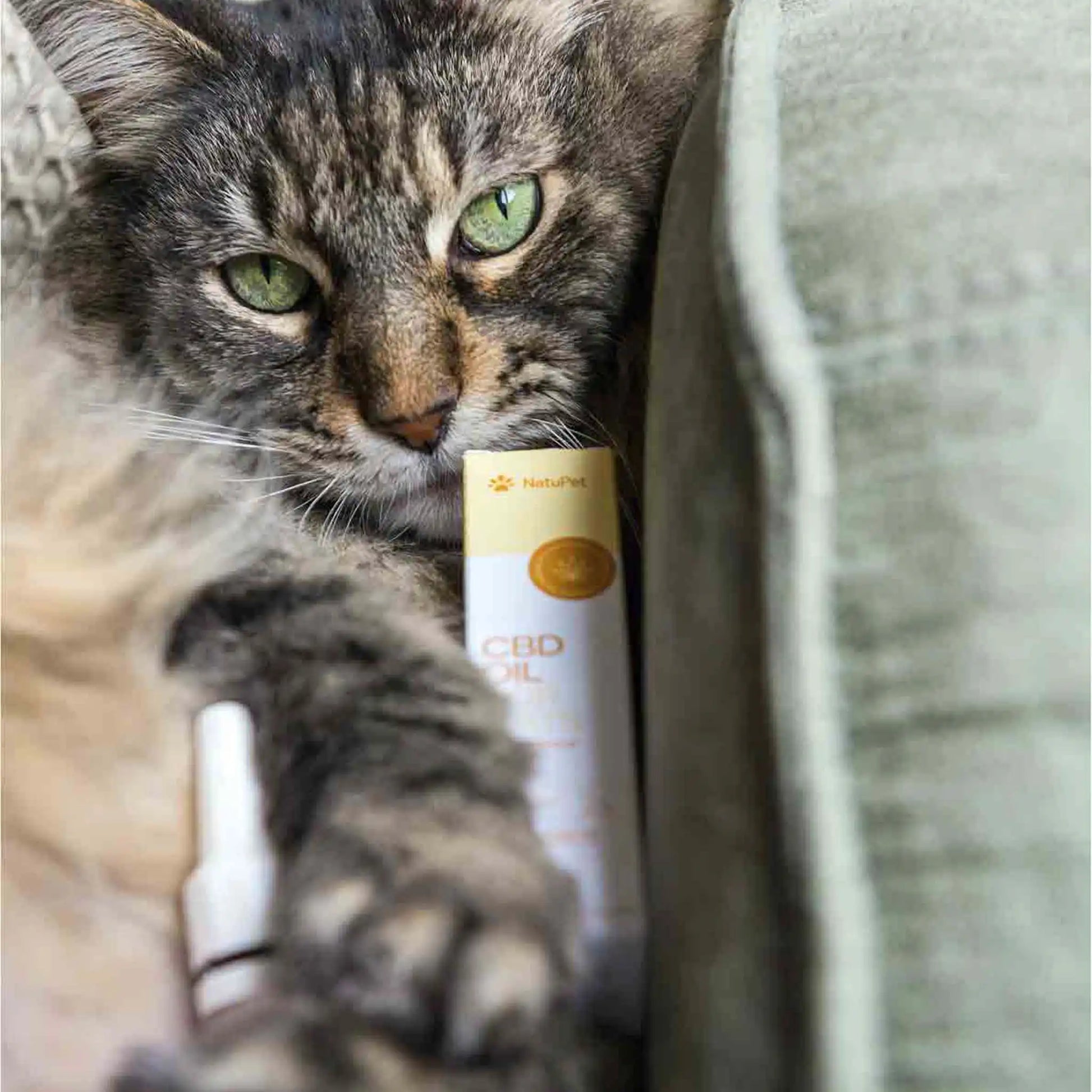 en brun kat, der ligger på en sofa med CBD-olie på den