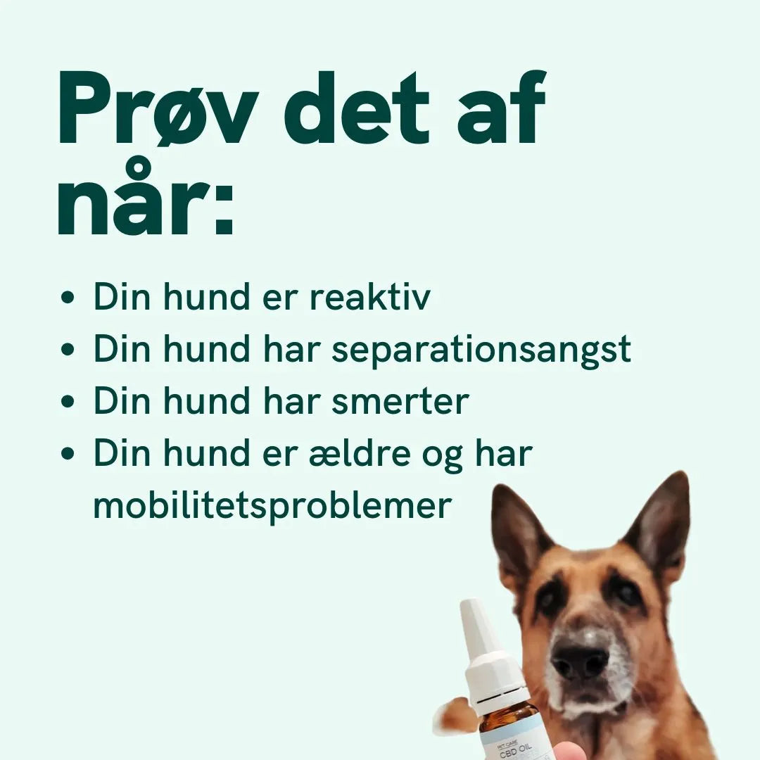 CBD Olie til Hunde