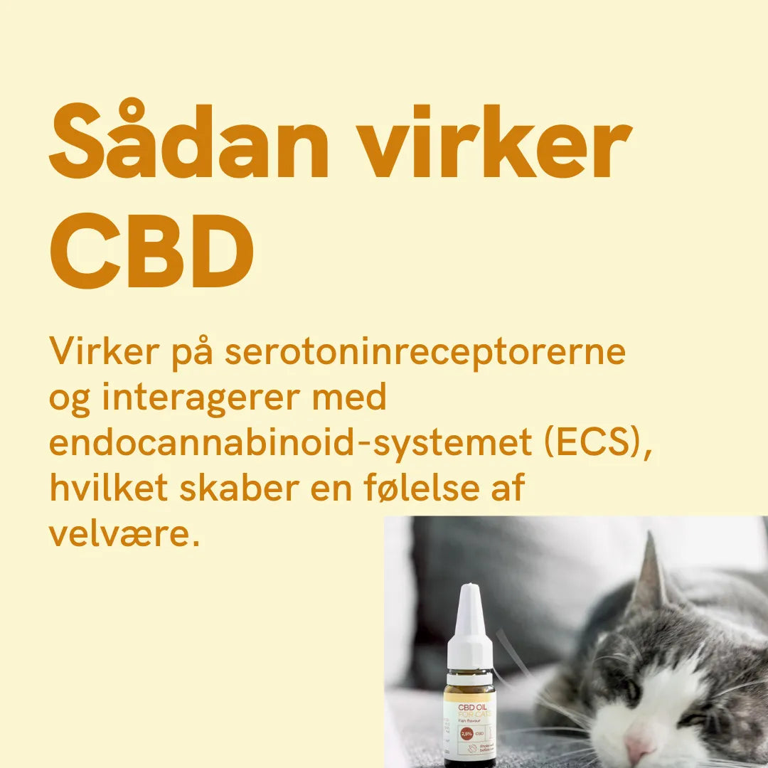 CBD Olie til Katte - Fisk (2,5%)