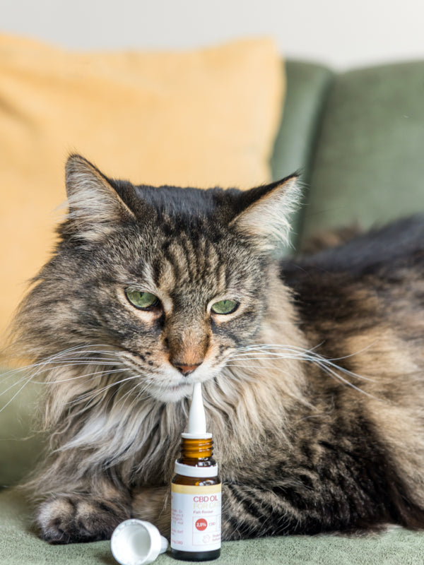 En kat med NatuPet Cat Oil 