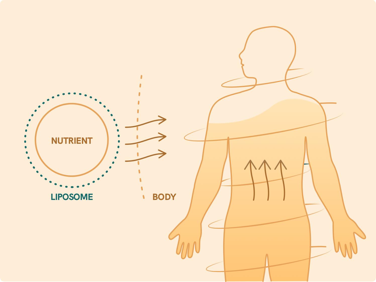 Illustration om næringsliposomer.