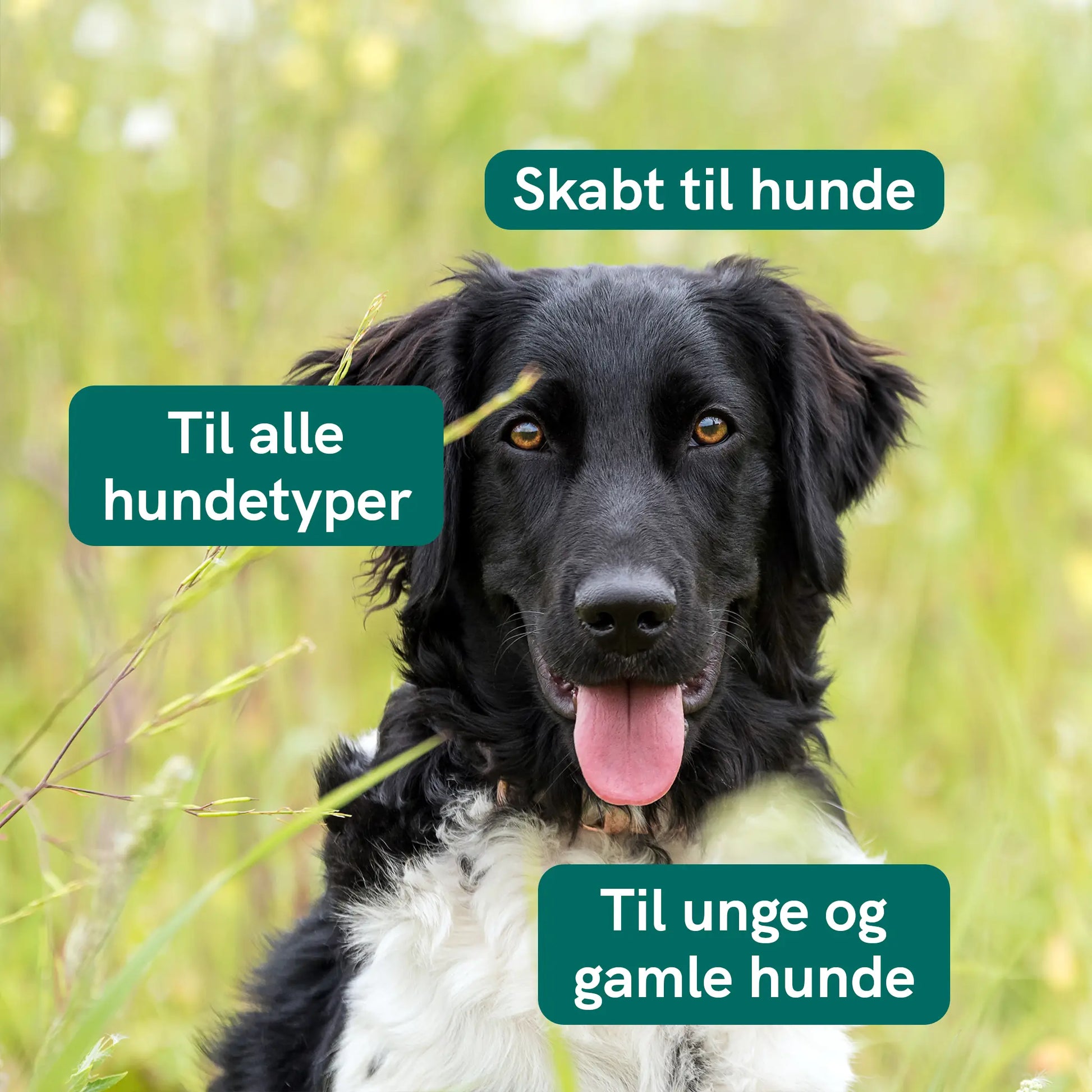 Sort og hvid hund udendørs i grønne omgivelser med tre tekstbokse: Skabt til hunde, Til alle hundetyper og Til unge og gamle hunde.