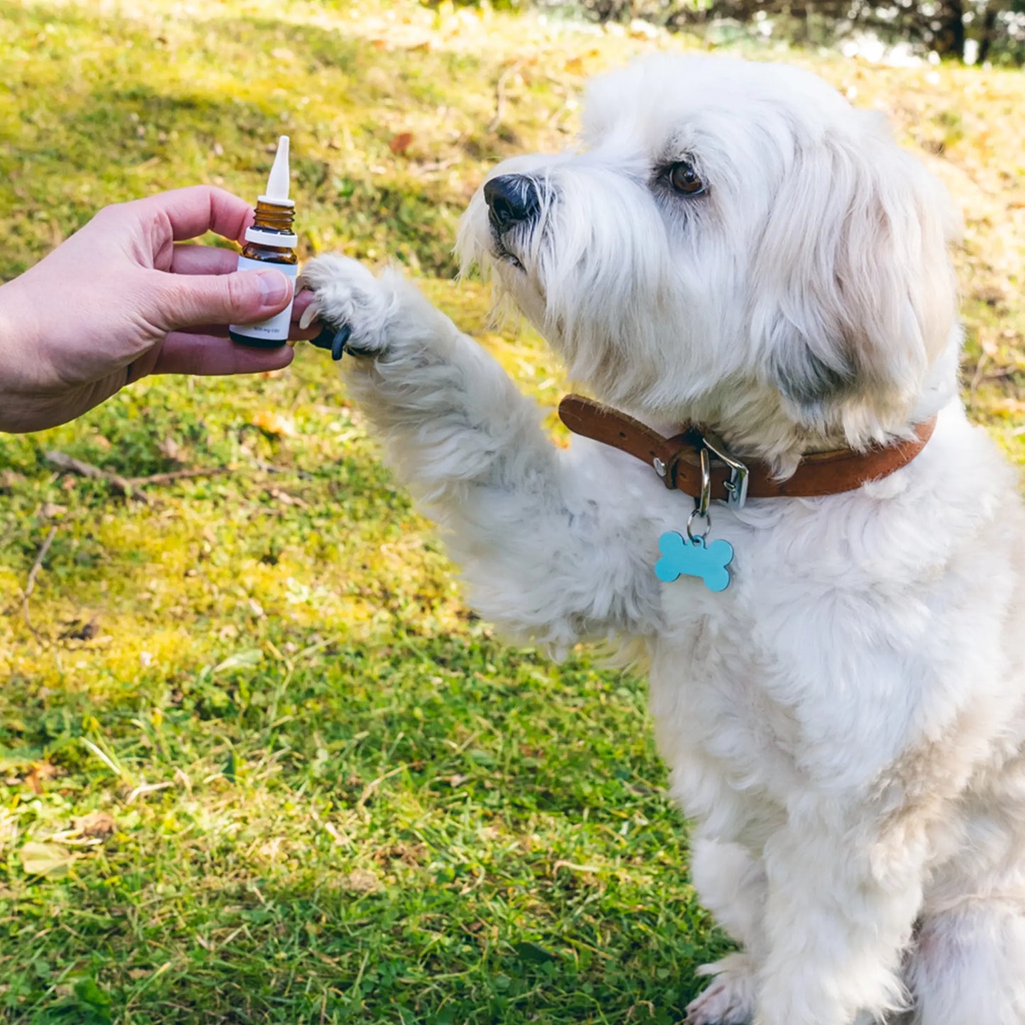 Hvid hund med brunt læderhalsbånd får dråber fra en flaske med pipette udendørs.