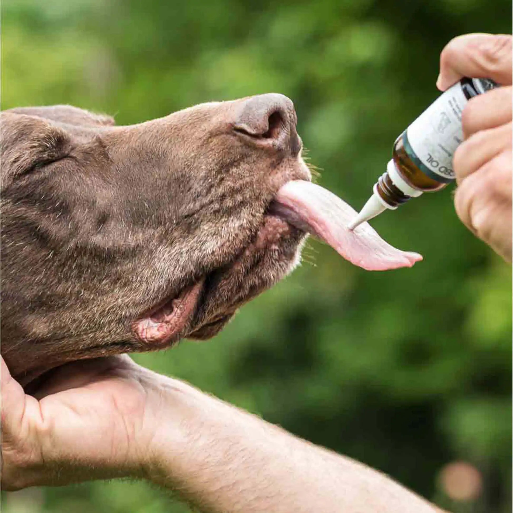 en brun hund slikker CBD-olien ud af flasken