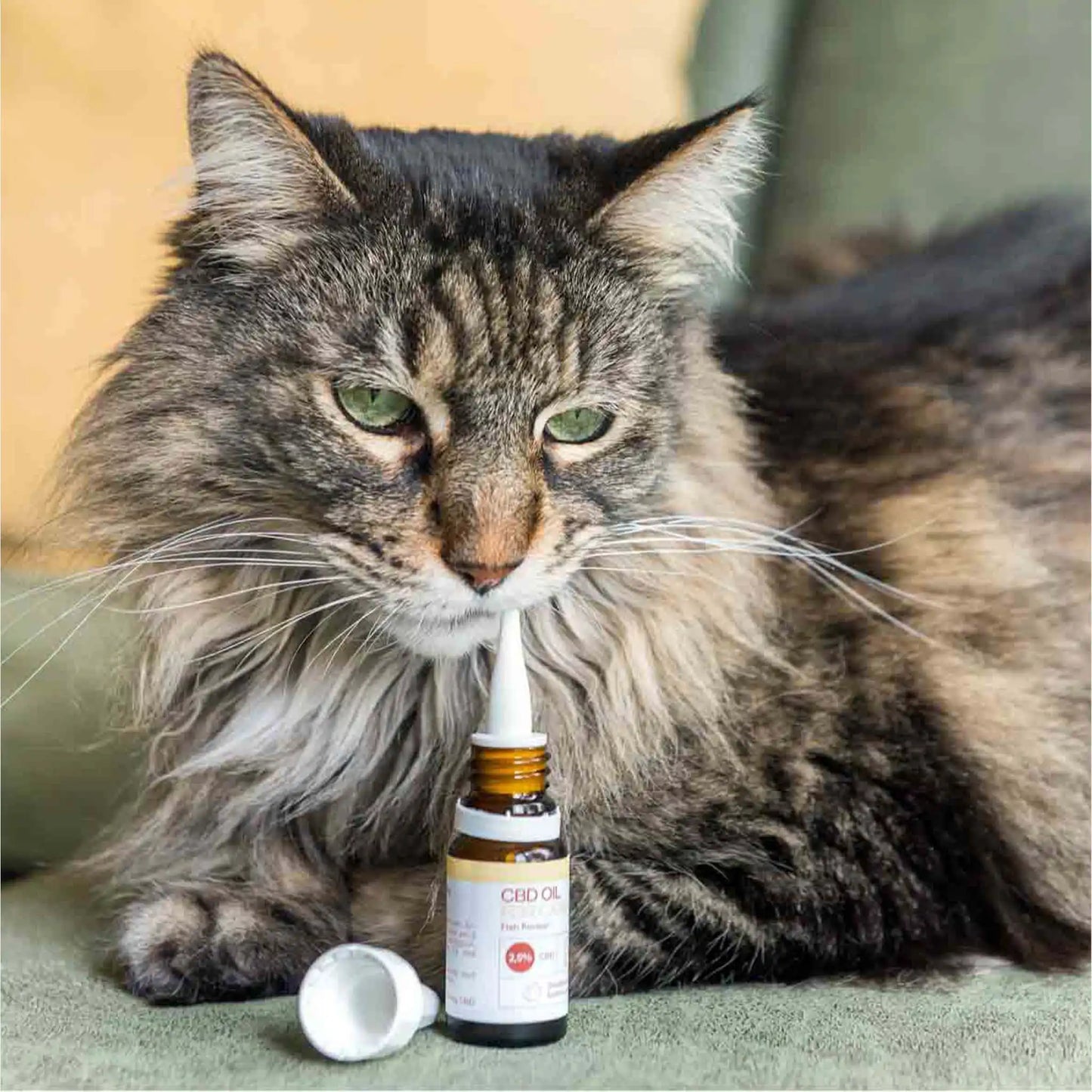en brun kat lugter til den åbne flaske med CBD-olie